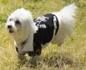 Varsity-Buckled Collared Pet Coat